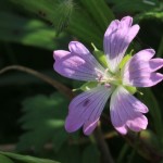 しづがたけ・伊吹山・彦根城 154