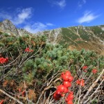 御嶽山・千畳敷カール 266