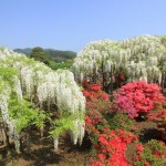 Ｈ23.5.8足利フラワーパーク 102