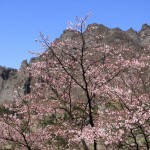 妙義山さくらの里 057