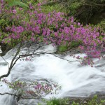 竜頭の滝・つつじ、湯滝 029
