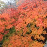丸亀・津山・鳥取・竹田・後楽園 141