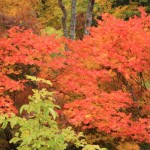 八幡平・弘前城 147