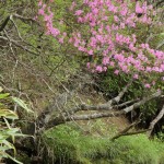 竜頭の滝・つつじ、湯滝 160
