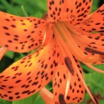 しづがたけ・伊吹山・彦根城 084