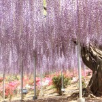 Ｈ23.5.8足利フラワーパーク 200