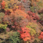日光・紅葉・明智平 129