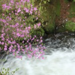竜頭の滝・つつじ、湯滝 101