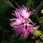 しづがたけ・伊吹山・彦根城 152